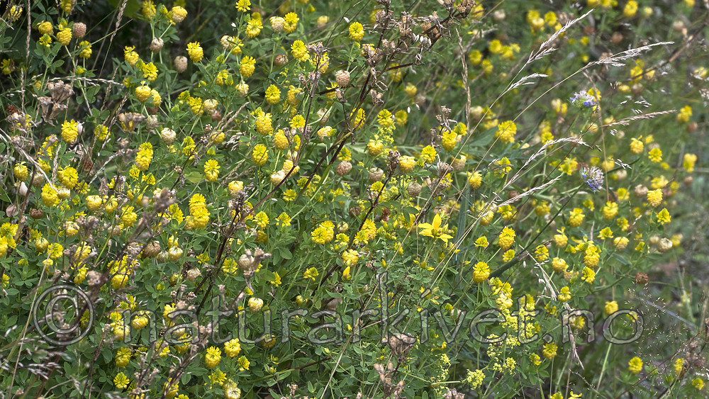 BB_20160710_0428 / Trifolium aureum / Gullkløver