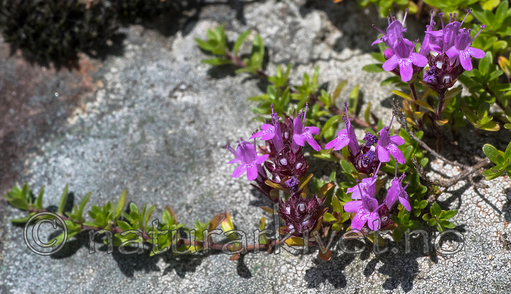 BB_20160712_0088 / Thymus serpyllum serpyllum / Smaltimian