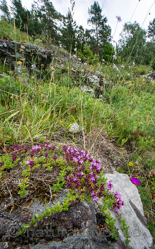BB_20160712_0278 / Thymus serpyllum serpyllum / Smaltimian