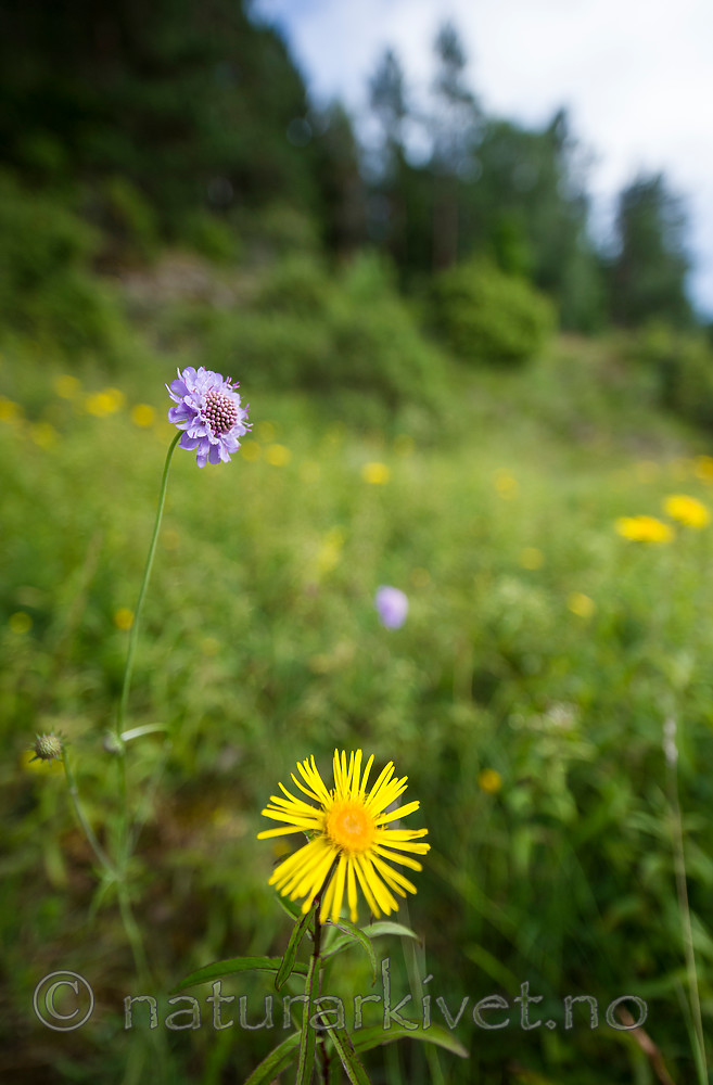 BB_20160712_0376 / Inula salicina / Krattalant <br /> Scabiosa columbaria / Bakkeknapp
