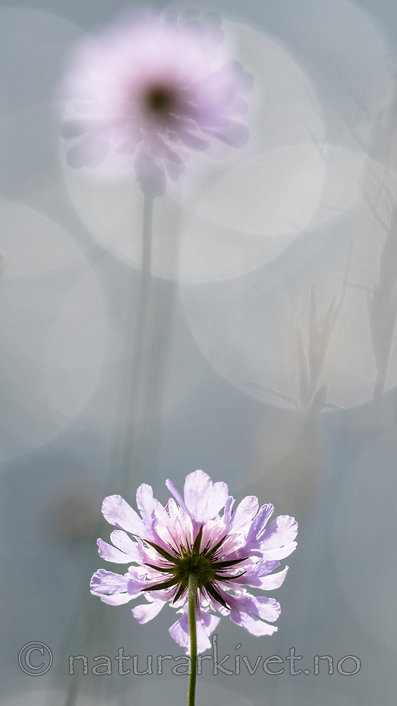 BB_20160712_0396 / Scabiosa columbaria / Bakkeknapp