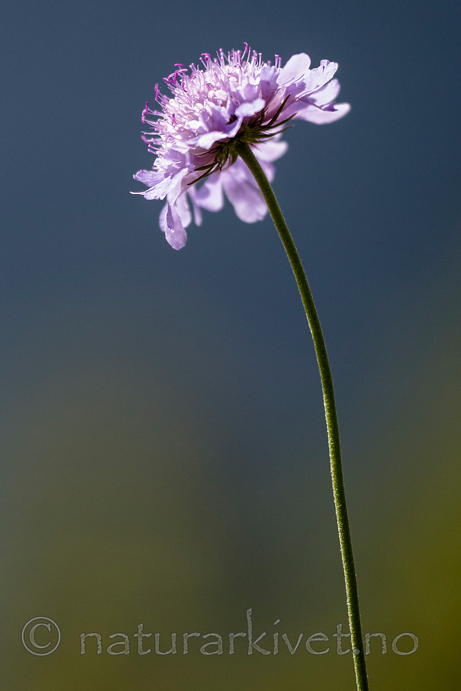 BB_20160712_0408 / Scabiosa columbaria / Bakkeknapp