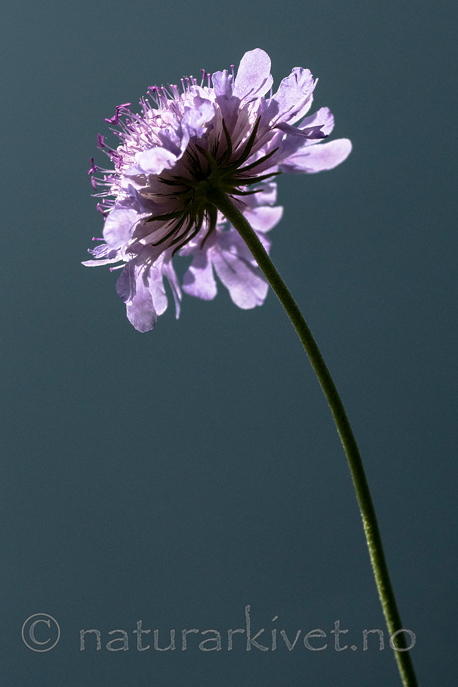 BB_20160712_0419 / Scabiosa columbaria / Bakkeknapp