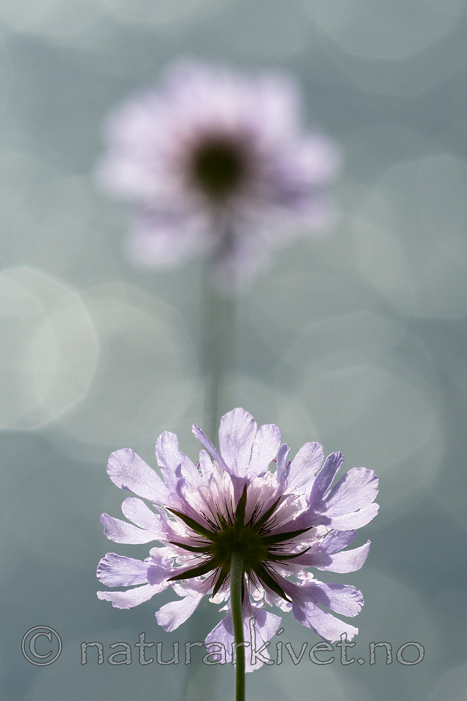BB_20160712_0440 / Scabiosa columbaria / Bakkeknapp
