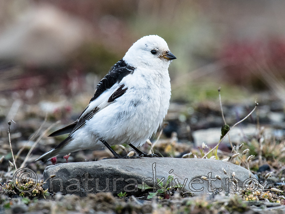 BB_20160714_0001 / Plectrophenax nivalis / Snøspurv
