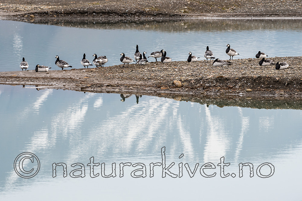 BB_20160714_0024 / Branta leucopsis / Hvitkinngås
