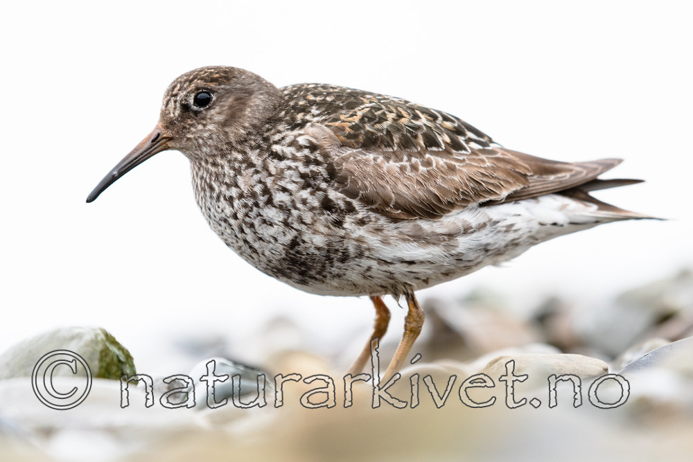 BB_20160714_0254 / Calidris maritima / Fjæreplytt