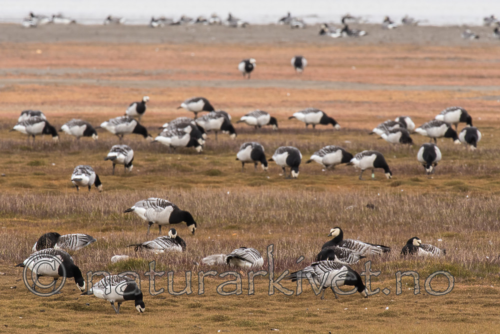 BB_20160714_0290 / Branta leucopsis / Hvitkinngås