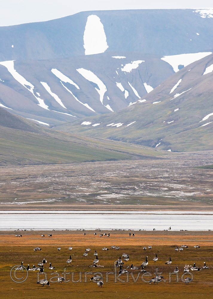 BB_20160714_0293 / Branta leucopsis / Hvitkinngås