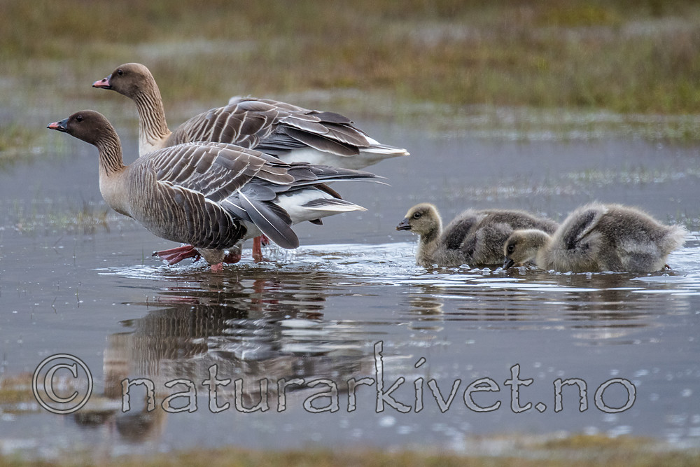 BB_20160714_0317 / Anser brachyrhynchus / Kortnebbgås