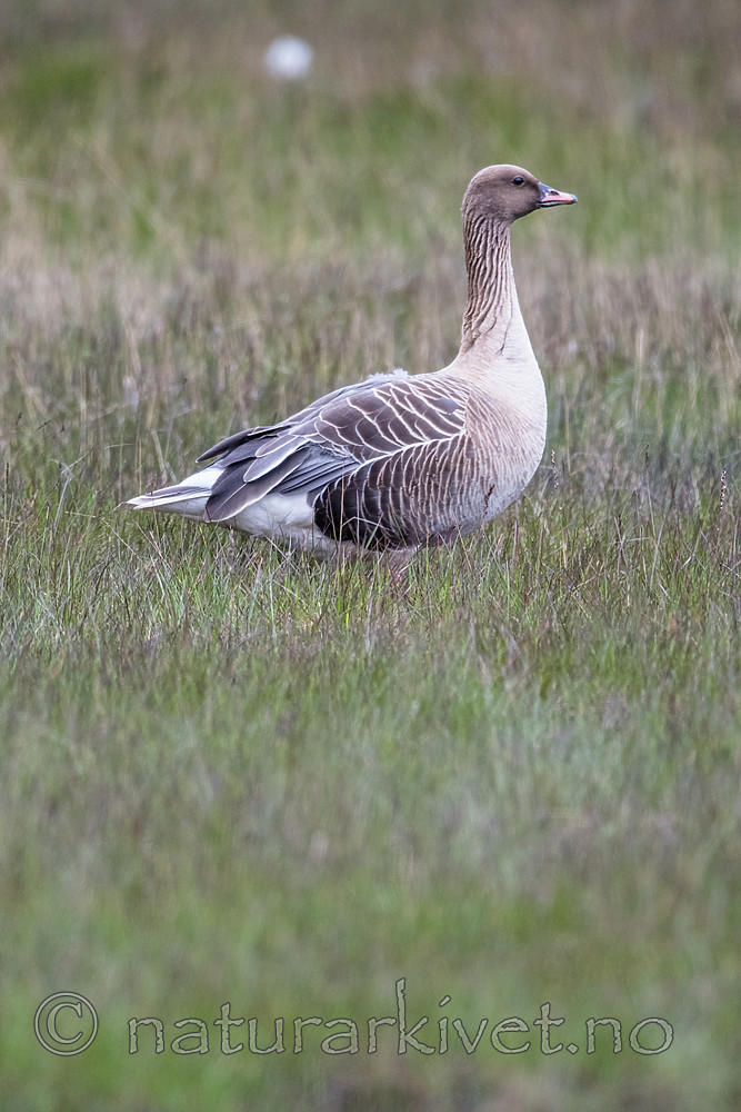 BB_20160714_0336 / Anser brachyrhynchus / Kortnebbgås