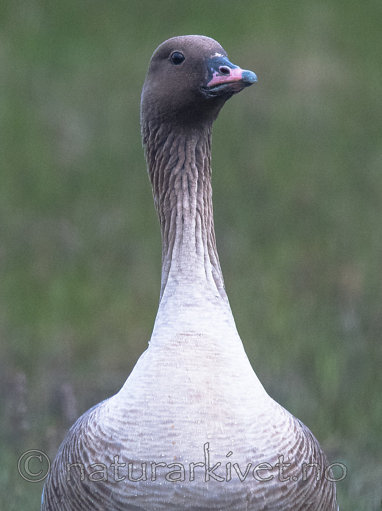 BB_20160714_0345 / Anser brachyrhynchus / Kortnebbgås