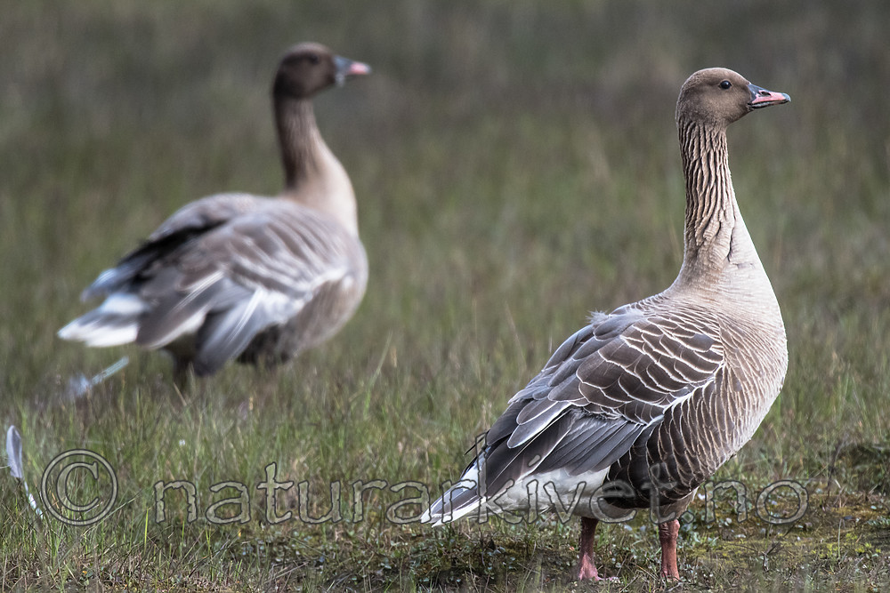 BB_20160714_0354 / Anser brachyrhynchus / Kortnebbgås