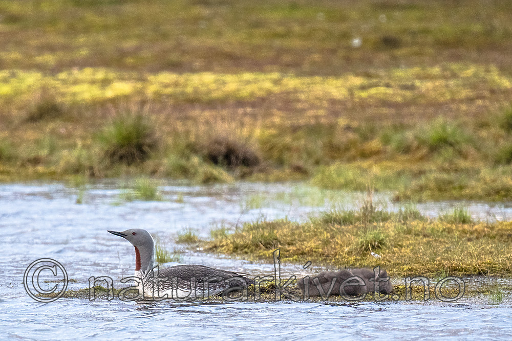 BB_20160714_0377 / Gavia stellata / Smålom