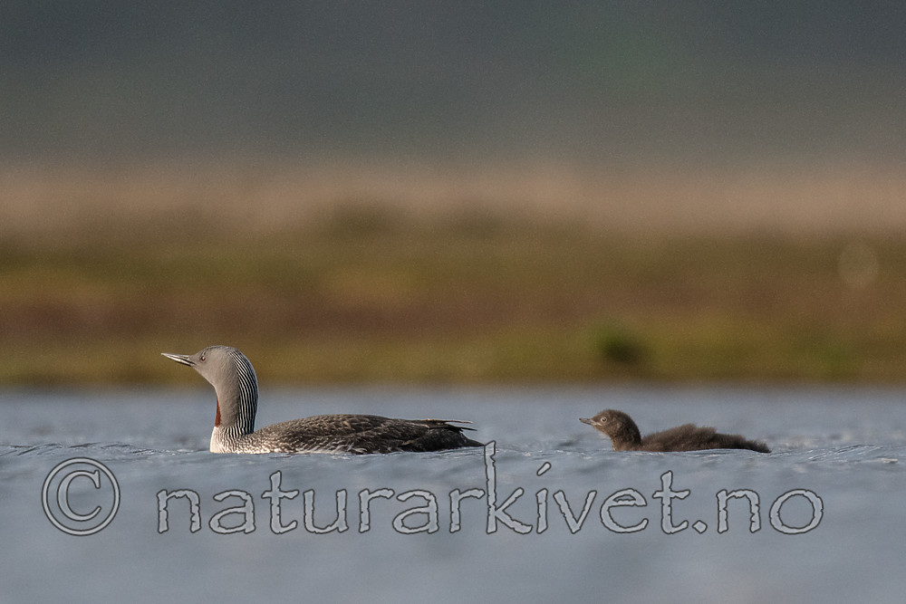 BB_20160714_0462 / Gavia stellata / Smålom