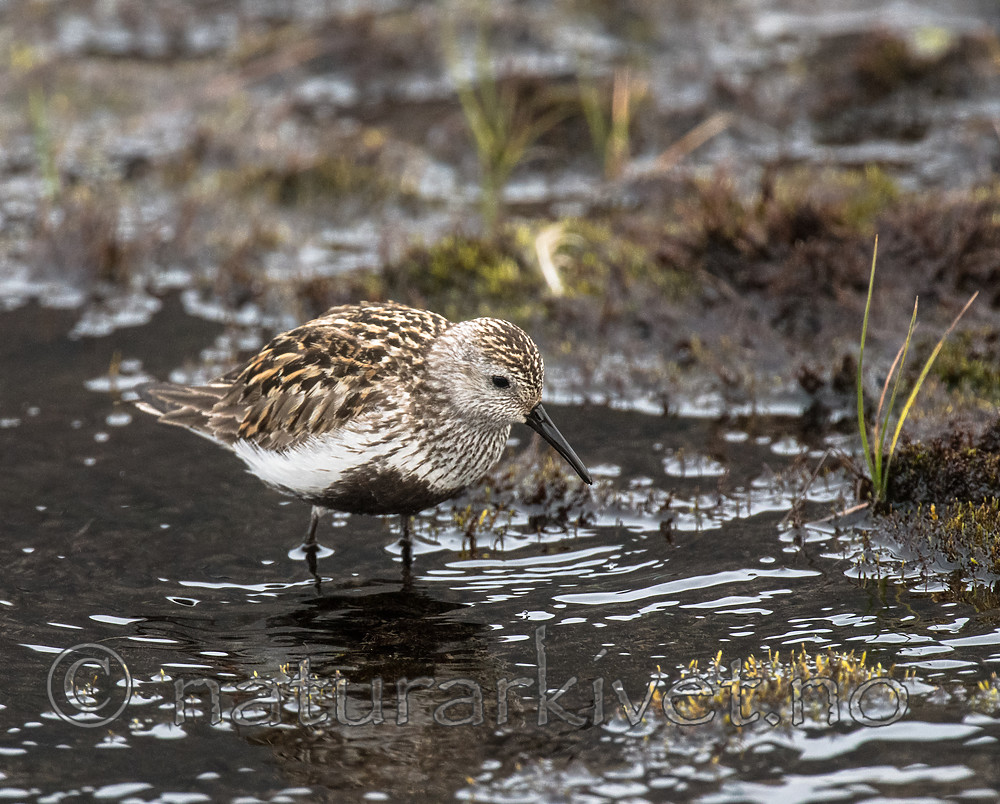 BB_20160714_0532 / Calidris alpina / Myrsnipe