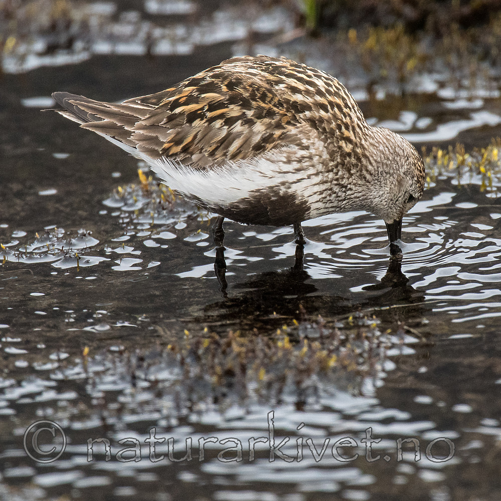 BB_20160714_0539 / Calidris alpina / Myrsnipe