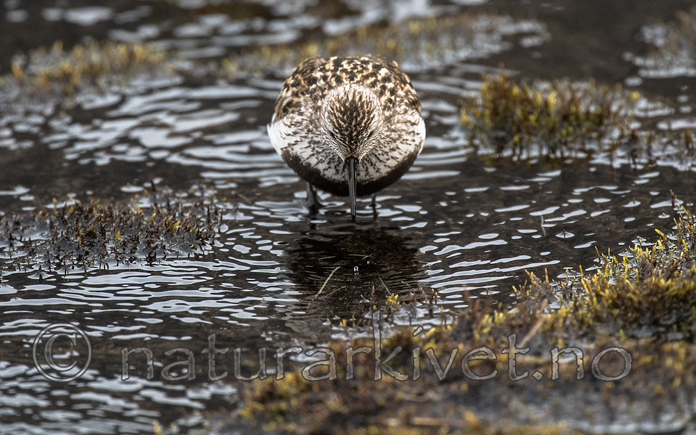 BB_20160714_0544 / Calidris alpina / Myrsnipe