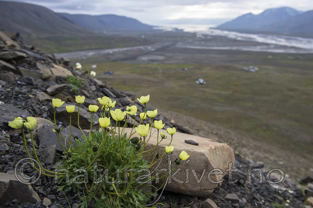 BB_20160714_0614 / Papaver dahlianum / Polarvalmue
