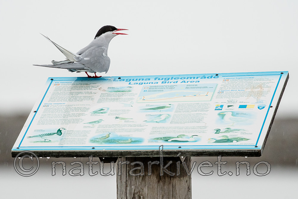BB_20160715_0183 / Sterna paradisaea / Rødnebbterne