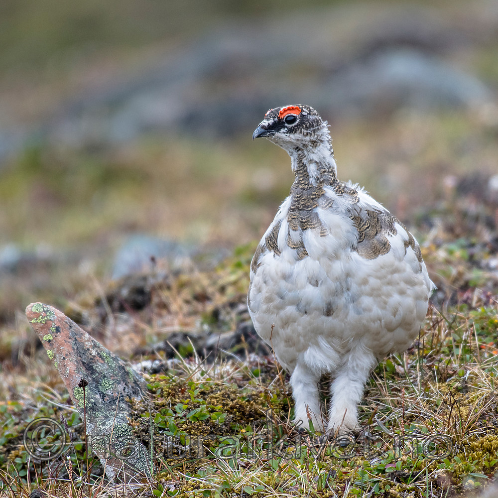 BB_20160715_0263 / Lagopus muta / Fjellrype <br /> Lagopus muta hyperborea / Svalbardrype