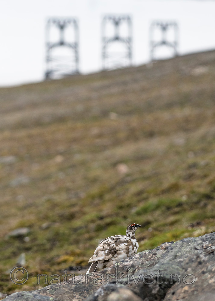 BB_20160715_0266 / Lagopus muta / Fjellrype <br /> Lagopus muta hyperborea / Svalbardrype