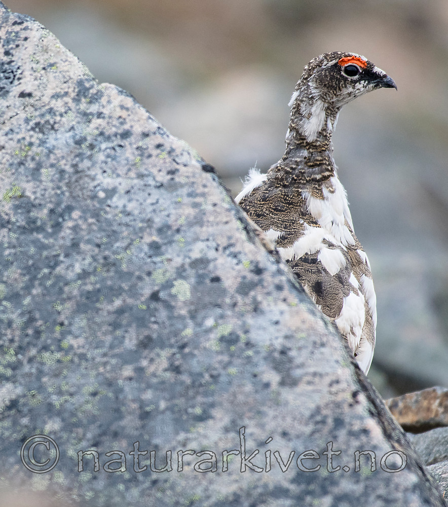 BB_20160715_0278 / Lagopus muta / Fjellrype <br /> Lagopus muta hyperborea / Svalbardrype