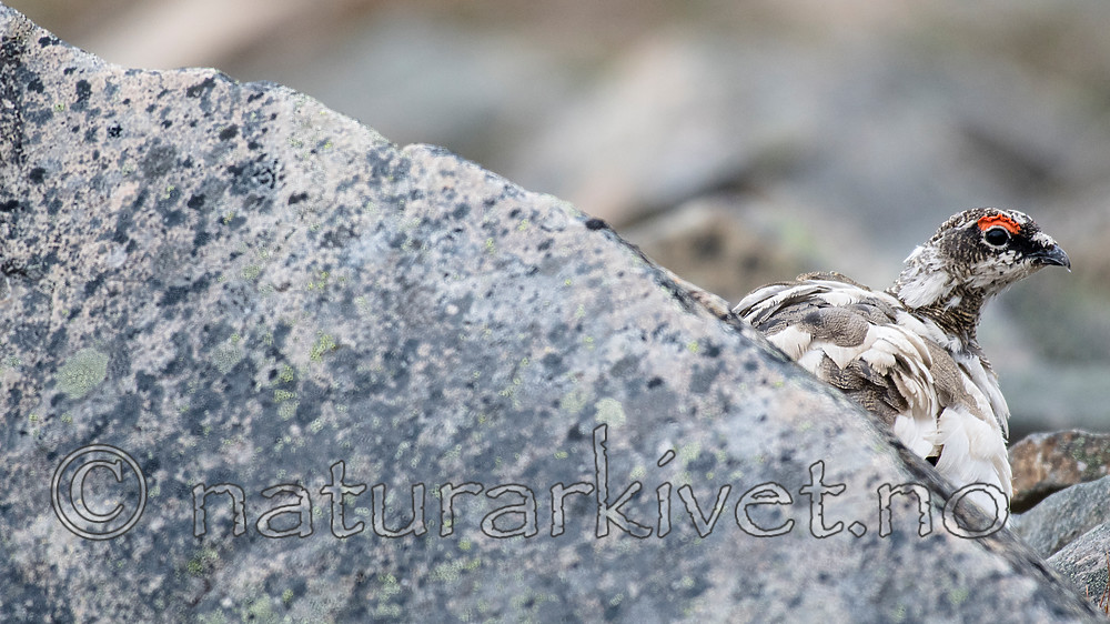 BB_20160715_0285 / Lagopus muta / Fjellrype <br /> Lagopus muta hyperborea / Svalbardrype