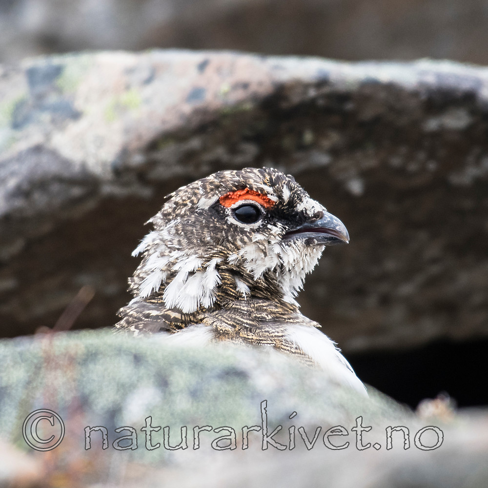 BB_20160715_0391 / Lagopus muta / Fjellrype <br /> Lagopus muta hyperborea / Svalbardrype