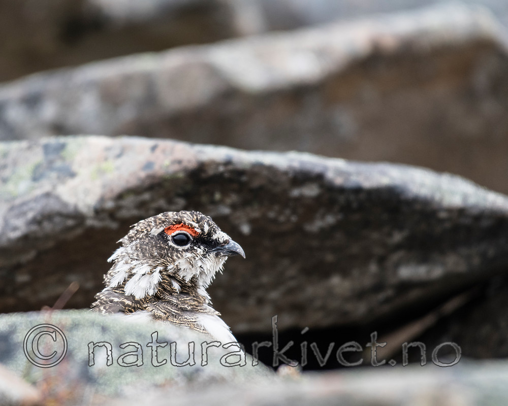 BB_20160715_0392 / Lagopus muta / Fjellrype <br /> Lagopus muta hyperborea / Svalbardrype