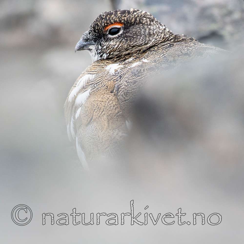 BB_20160715_0409 / Lagopus muta / Fjellrype <br /> Lagopus muta hyperborea / Svalbardrype