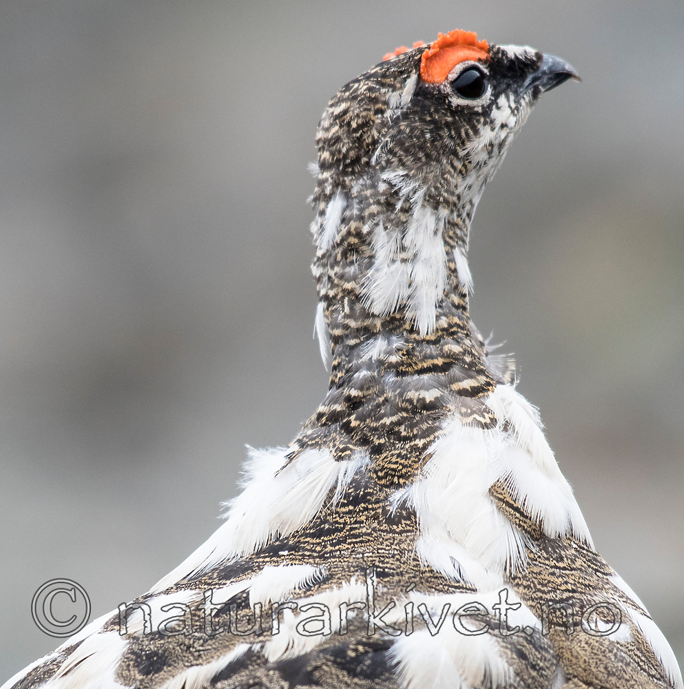 BB_20160715_0421 / Lagopus muta / Fjellrype <br /> Lagopus muta hyperborea / Svalbardrype
