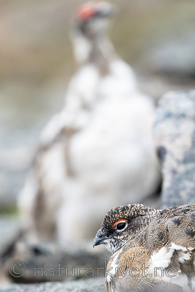 BB_20160715_0471 / Lagopus muta / Fjellrype <br /> Lagopus muta hyperborea / Svalbardrype
