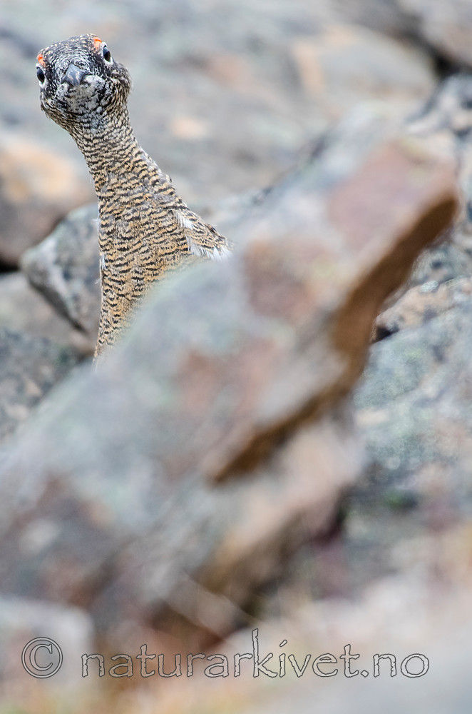 BB_20160715_0516 / Lagopus muta / Fjellrype <br /> Lagopus muta hyperborea / Svalbardrype