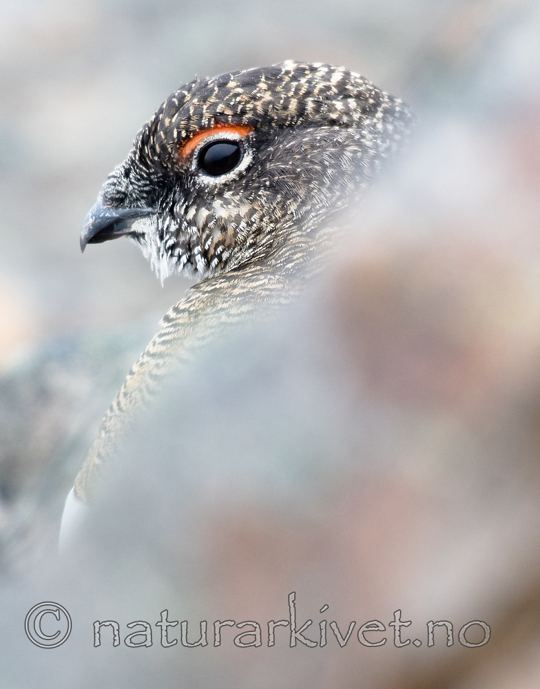 BB_20160715_0524 / Lagopus muta / Fjellrype <br /> Lagopus muta hyperborea / Svalbardrype