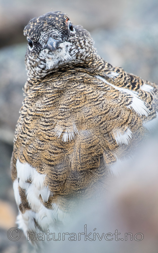 BB_20160715_0533 / Lagopus muta / Fjellrype <br /> Lagopus muta hyperborea / Svalbardrype