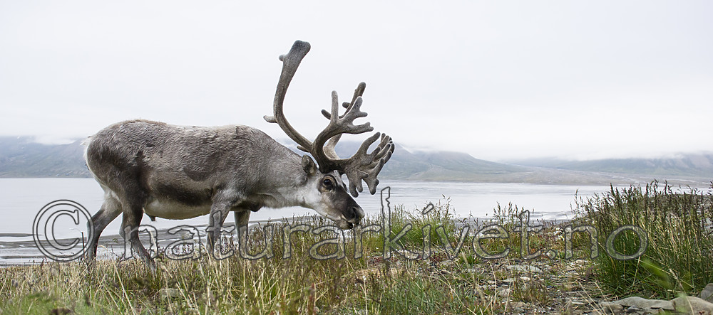 BB_20160715_0635 / Rangifer tarandus platyrhynchus / Svalbardrein