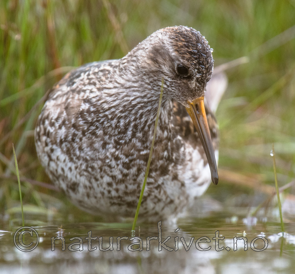 BB_20160715_0647 / Calidris maritima / Fjæreplytt