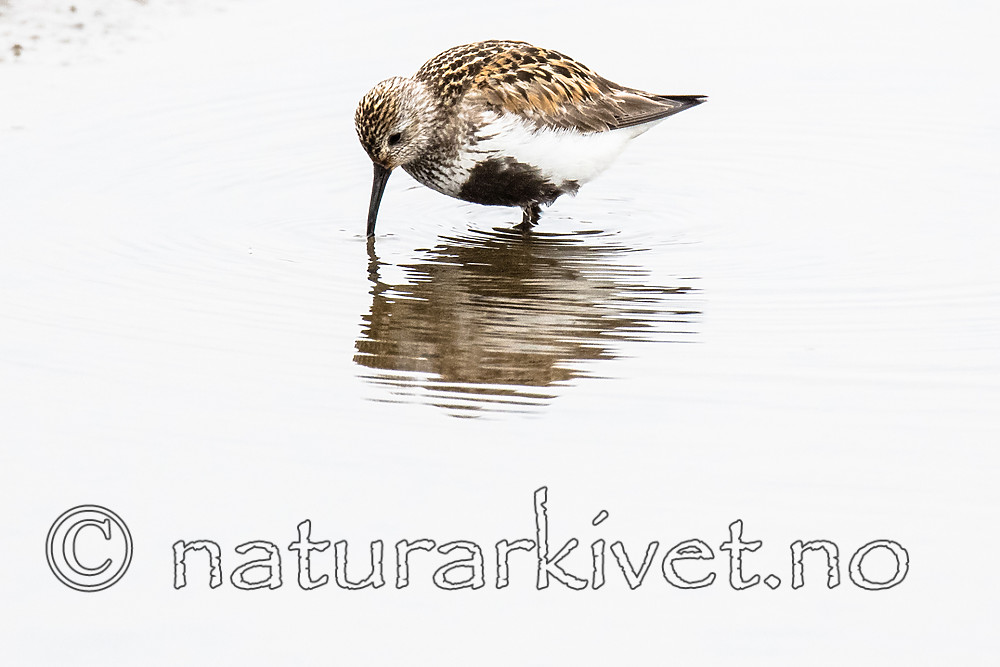 BB_20160715_0657 / Calidris alpina / Myrsnipe