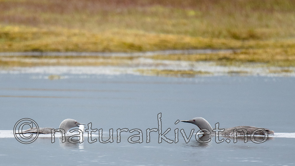 BB_20160715_0661 / Gavia stellata / Smålom