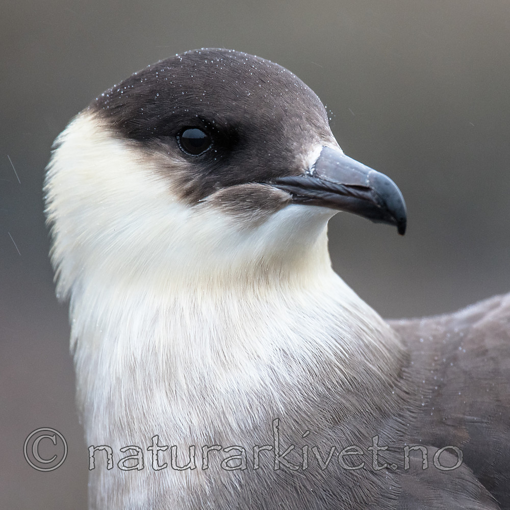 BB_20160716_0041 / Stercorarius parasiticus / Tyvjo