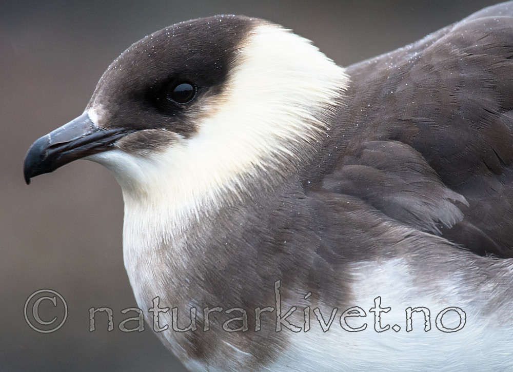 BB_20160716_0045 / Stercorarius parasiticus / Tyvjo