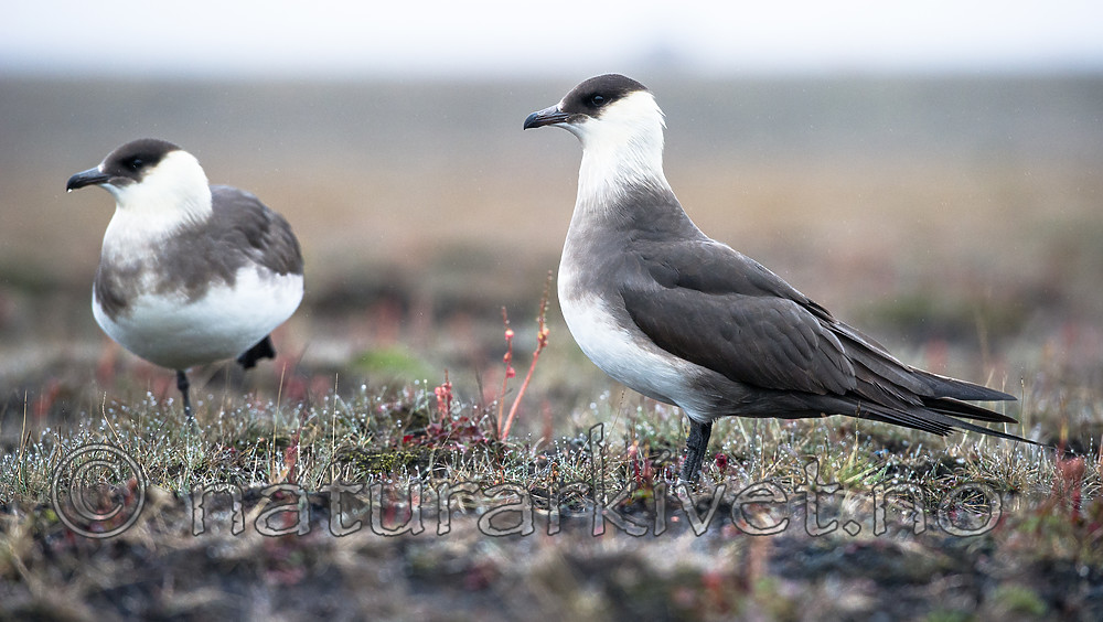 BB_20160716_0082 / Stercorarius parasiticus / Tyvjo