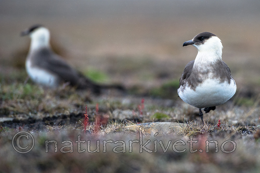 BB_20160716_0087 / Stercorarius parasiticus / Tyvjo