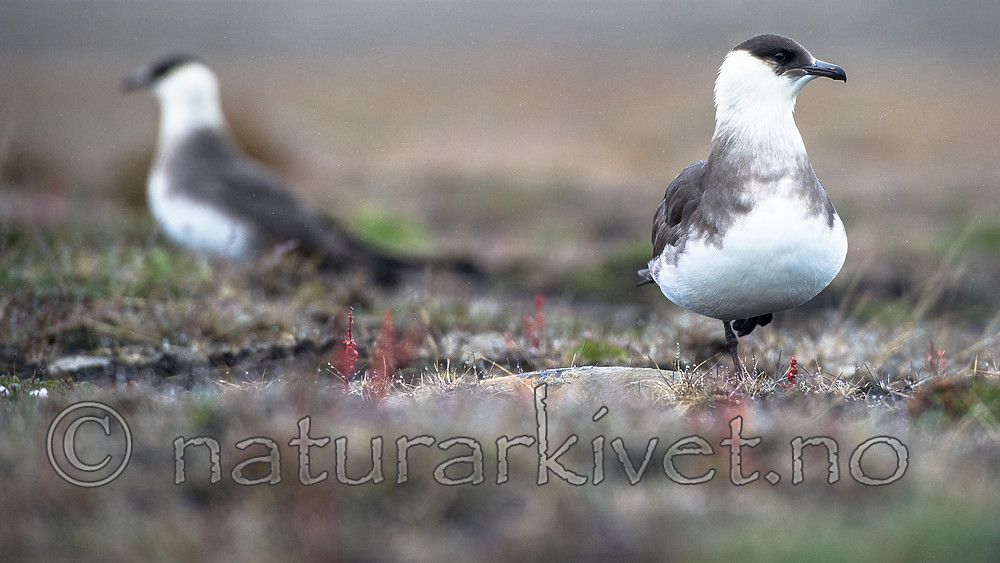 BB_20160716_0090 / Stercorarius parasiticus / Tyvjo