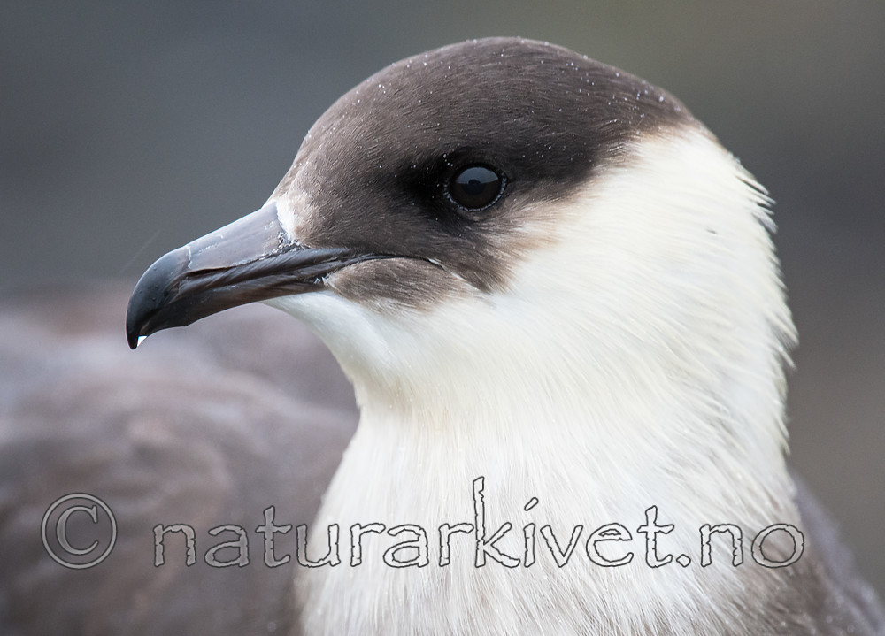 BB_20160716_0104 / Stercorarius parasiticus / Tyvjo