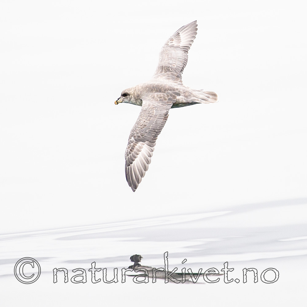 BB_20160717_0032 / Fulmarus glacialis / Havhest