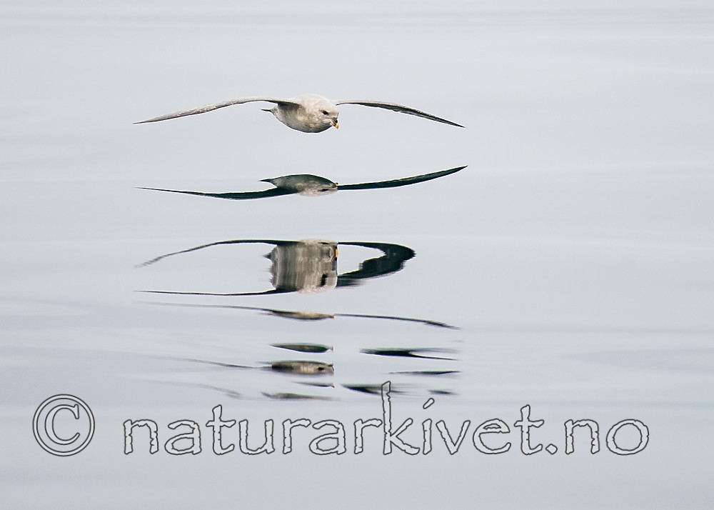 BB_20160717_0037 / Fulmarus glacialis / Havhest