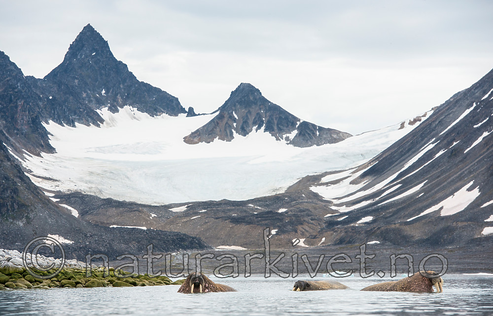 BB_20160717_0156 / Odobenus rosmarus / Hvalross