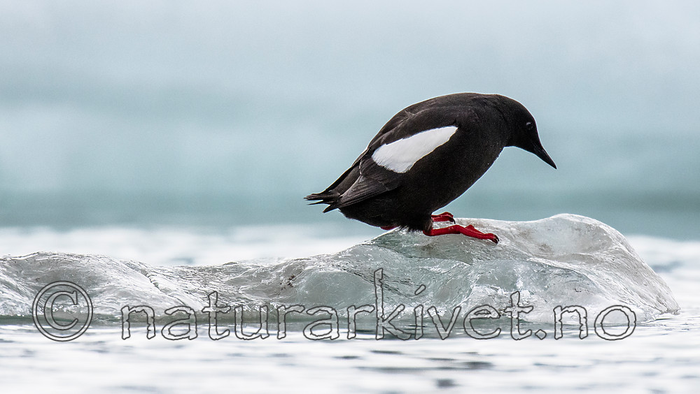 BB_20160717_0179-2 / Cepphus grylle / Teist